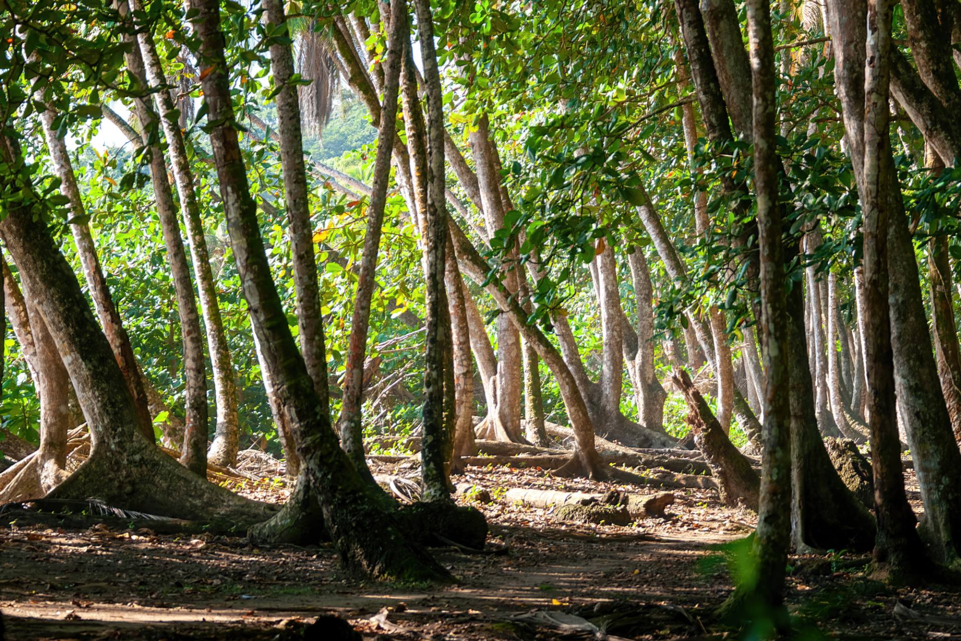 Puerto Viejo de Talamanca